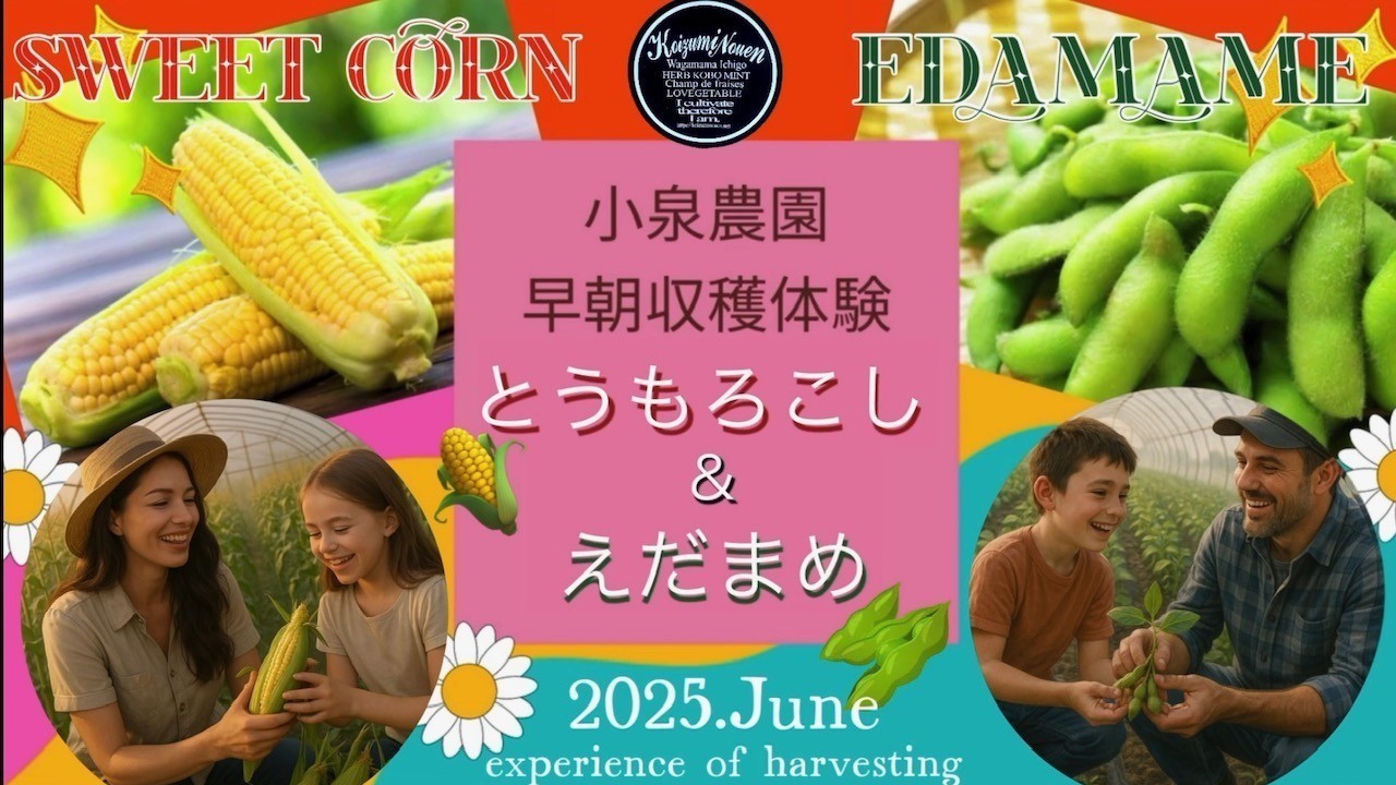 2025年6月とうもろこし＆枝豆収穫体験
