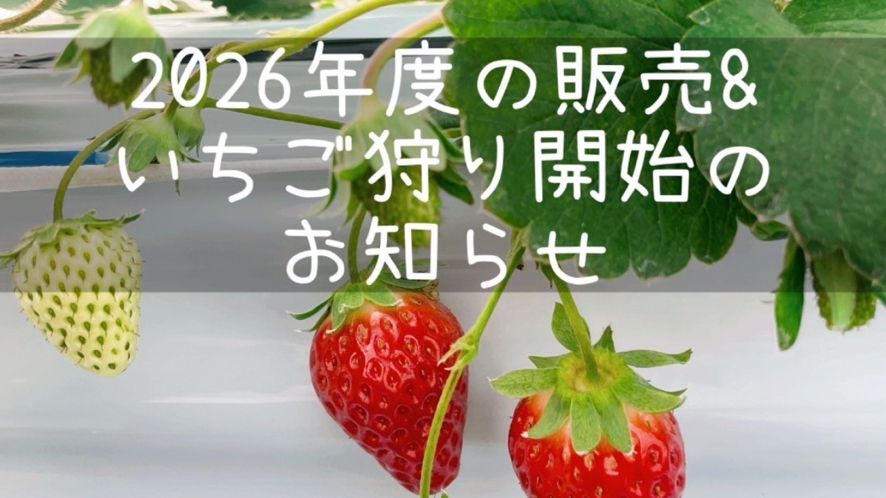 2026 いちご狩り&販売について - 小泉農園 - わがままいちご