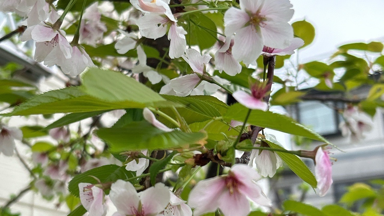 百人一首　『いにしえの奈良の都の八重桜、、』気持ちの良い日曜日、桜の和歌を書いてみました🌸　