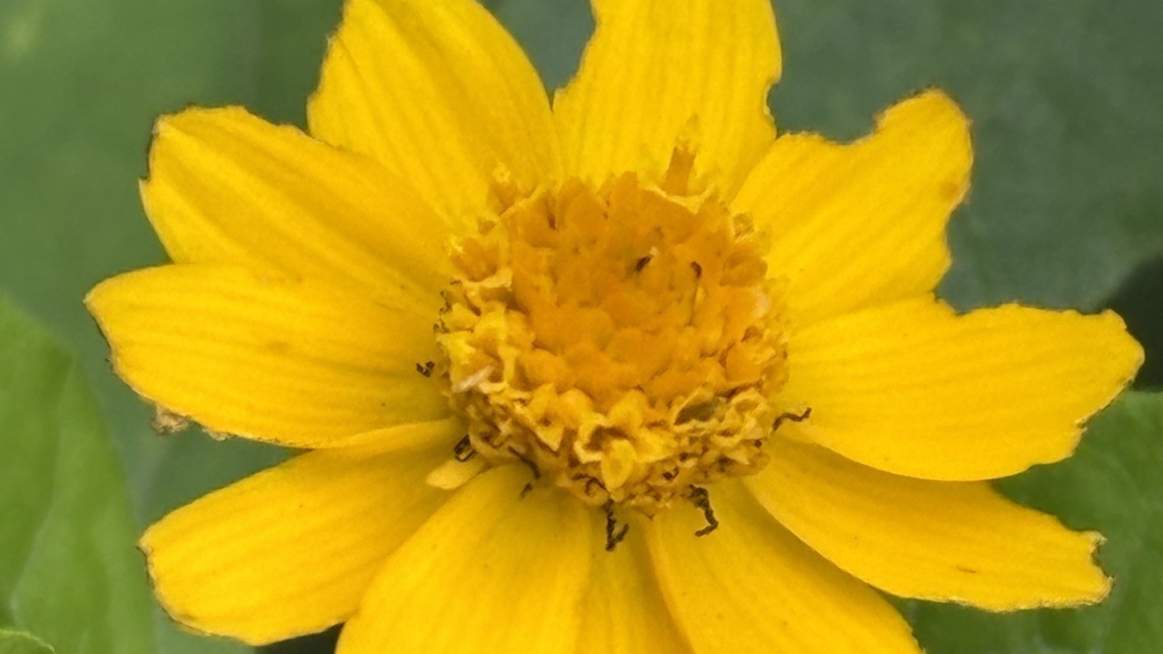 お花を植え替えました