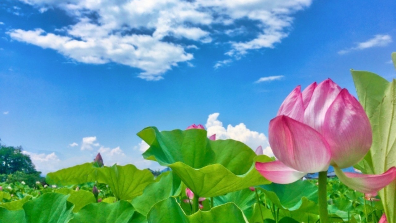 夏が来ましたね！