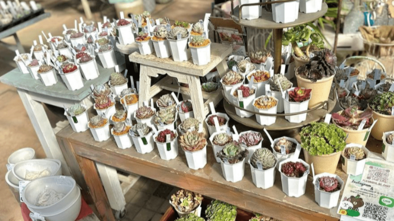 Fleuriste de chat