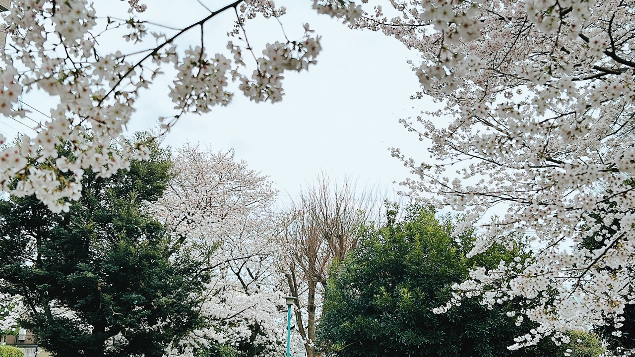 桜の百人一首「もろともにあはれとおもへ山桜」