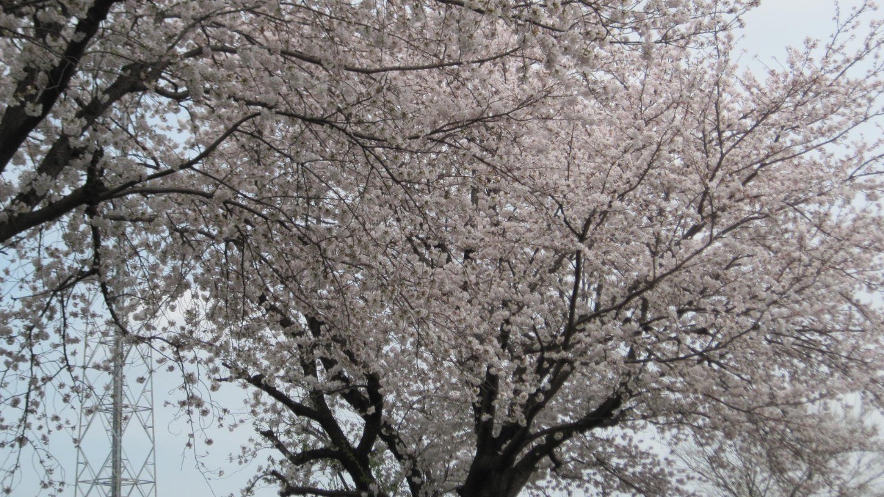 花の便り