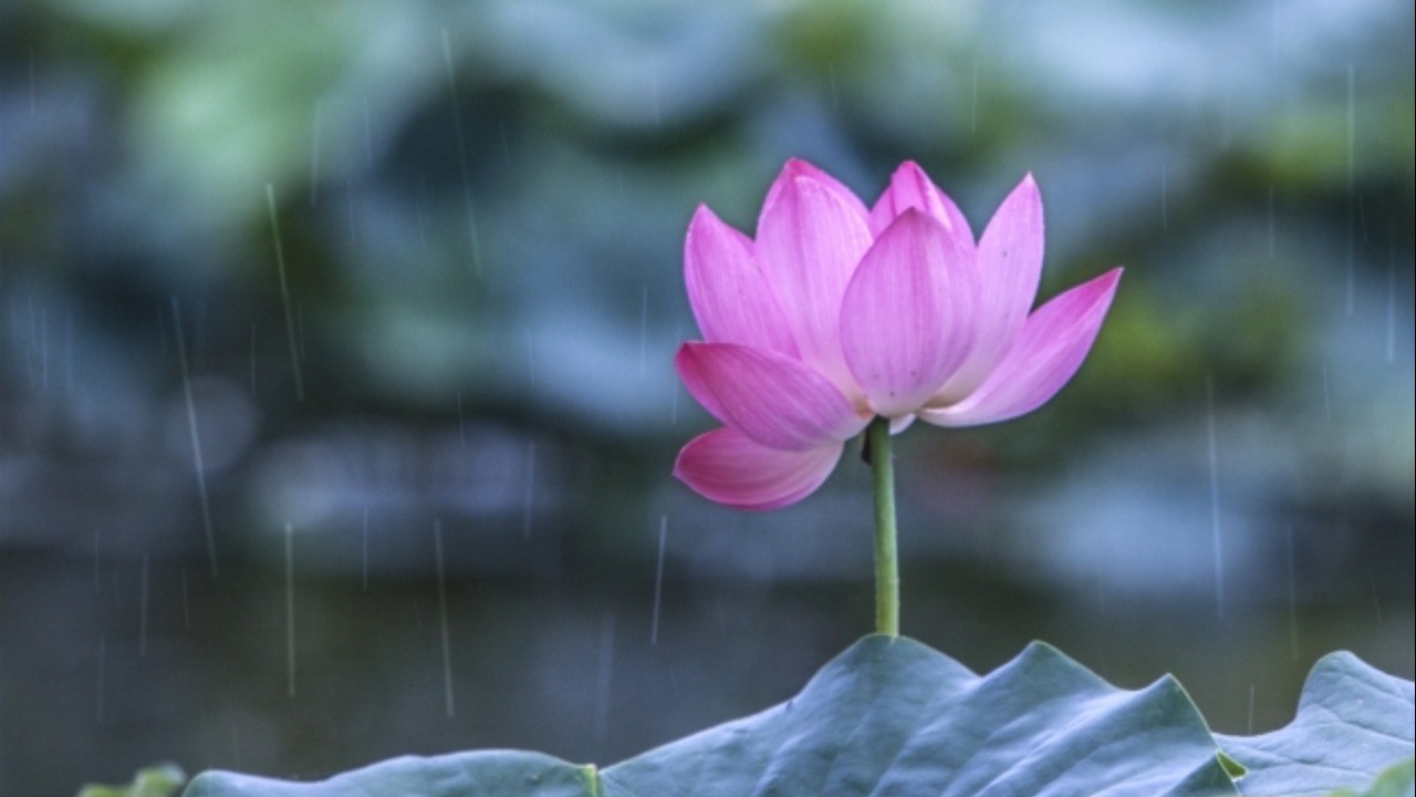 雨ですね