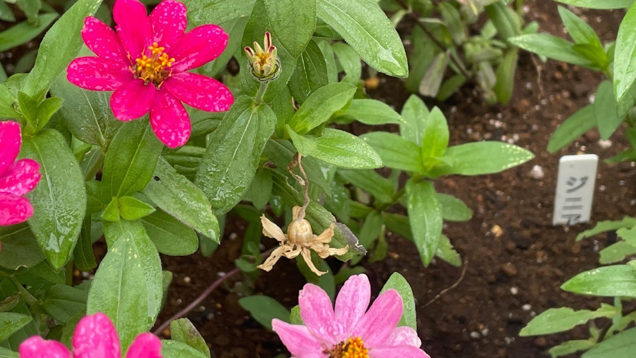お花を植え替えました