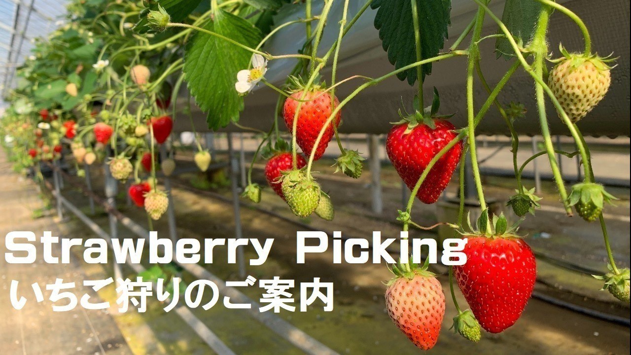 2025年のいちご狩りは1月下旬～2月上旬開始予定です - 小泉農園