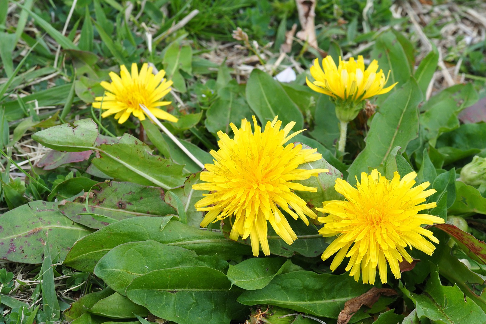 タンポポ-里見寧彦