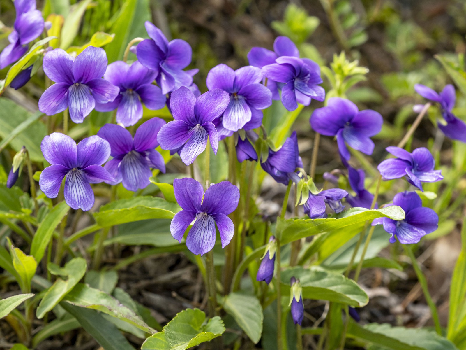 スミレ-里見寧彦