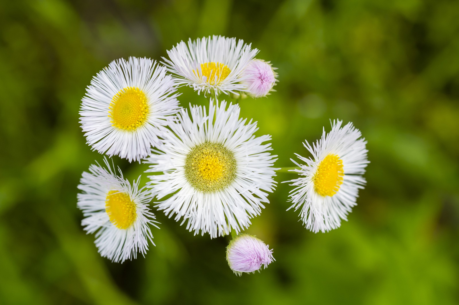 ハルジオン-里見寧彦