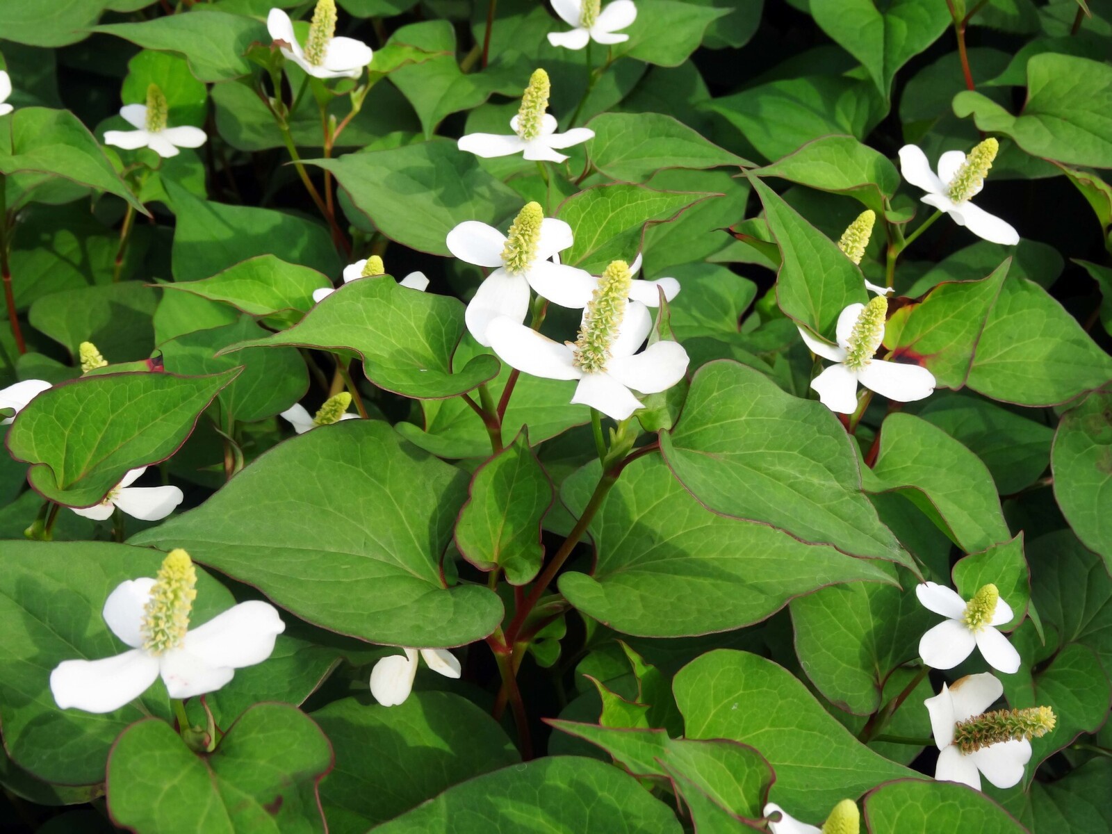 ドクダミ-里見寧彦