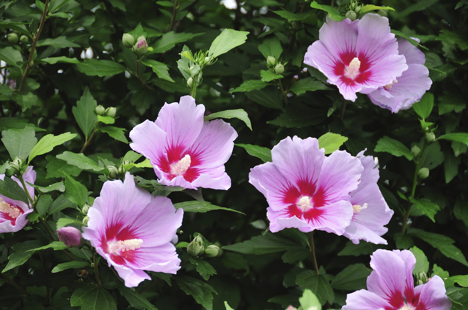 ムクゲ-里見寧彦