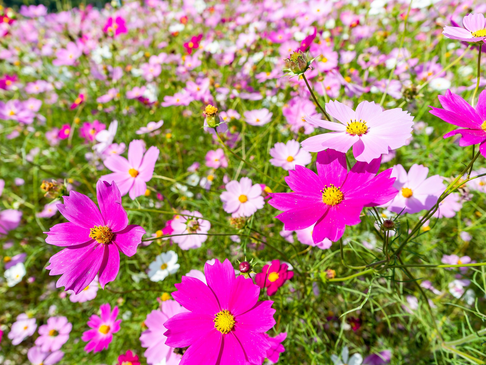 コスモス-里見寧彦