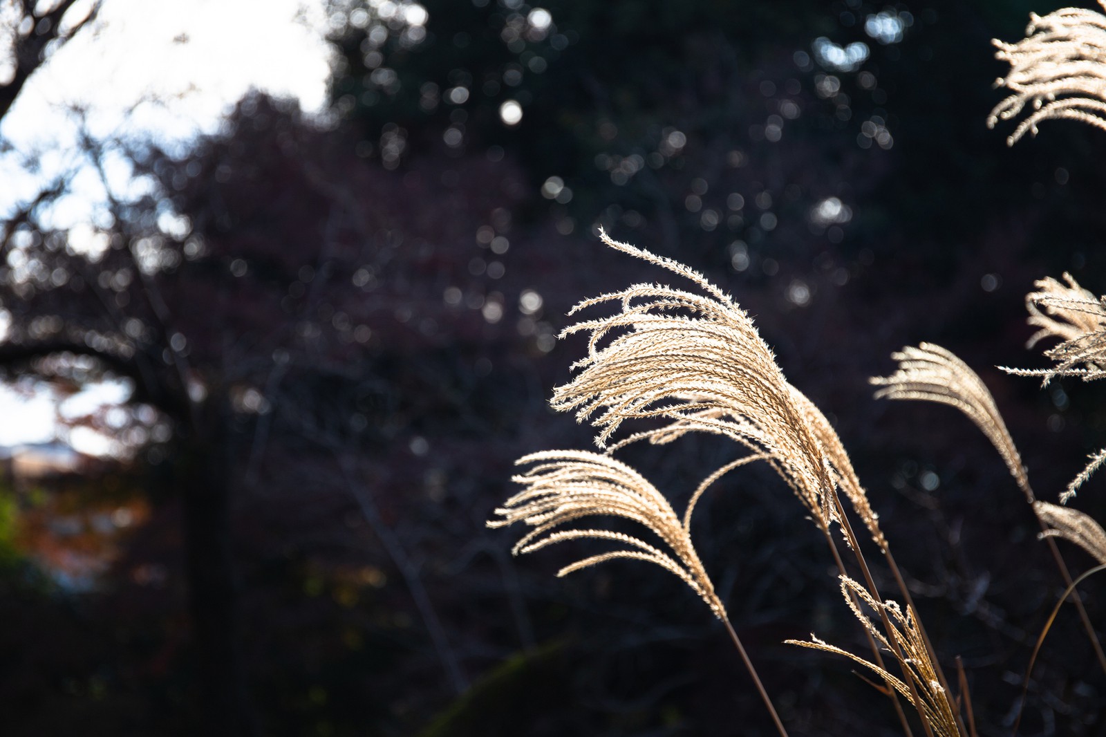 ススキ-里見寧彦