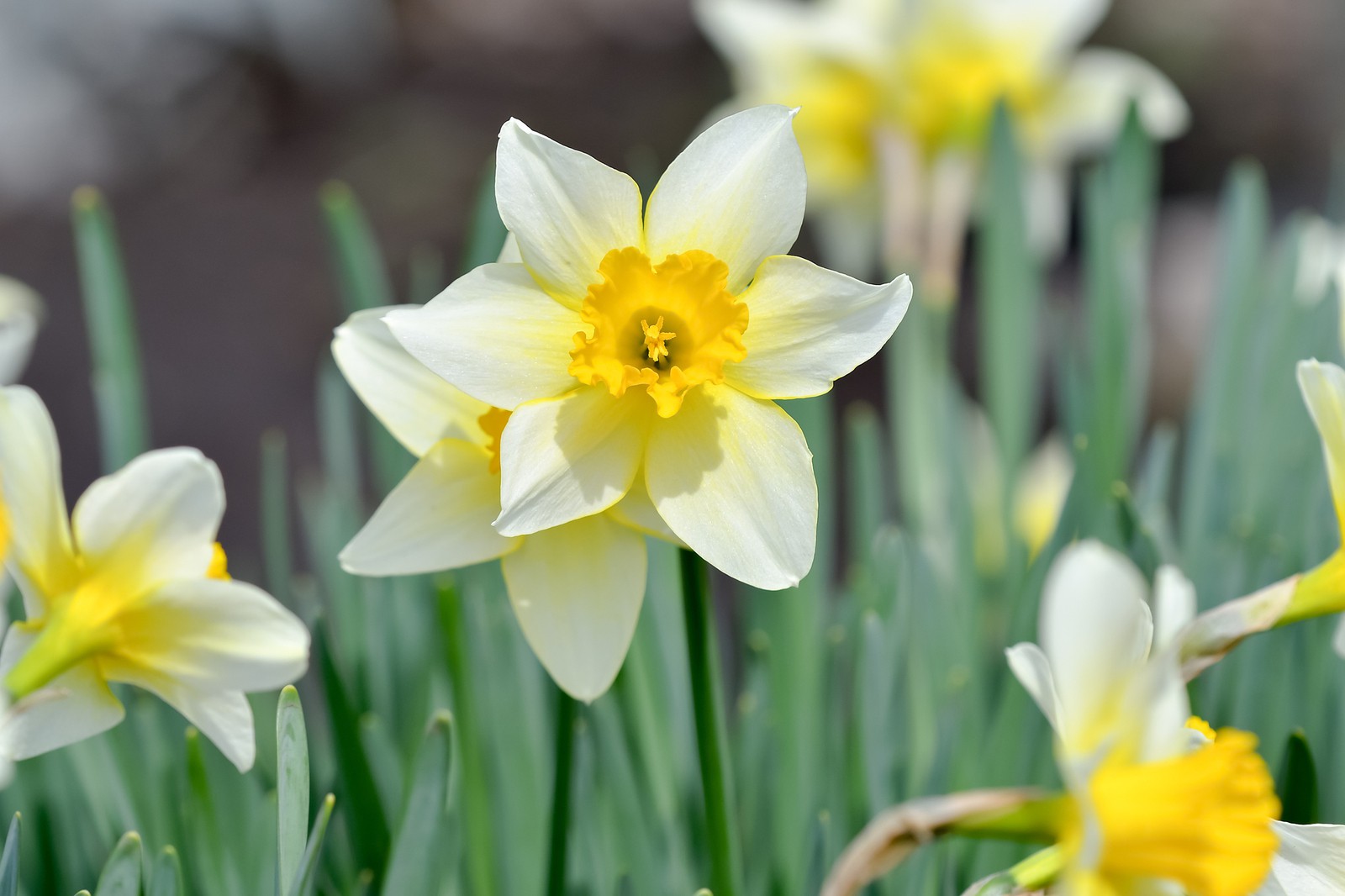 スイセン-里見寧彦