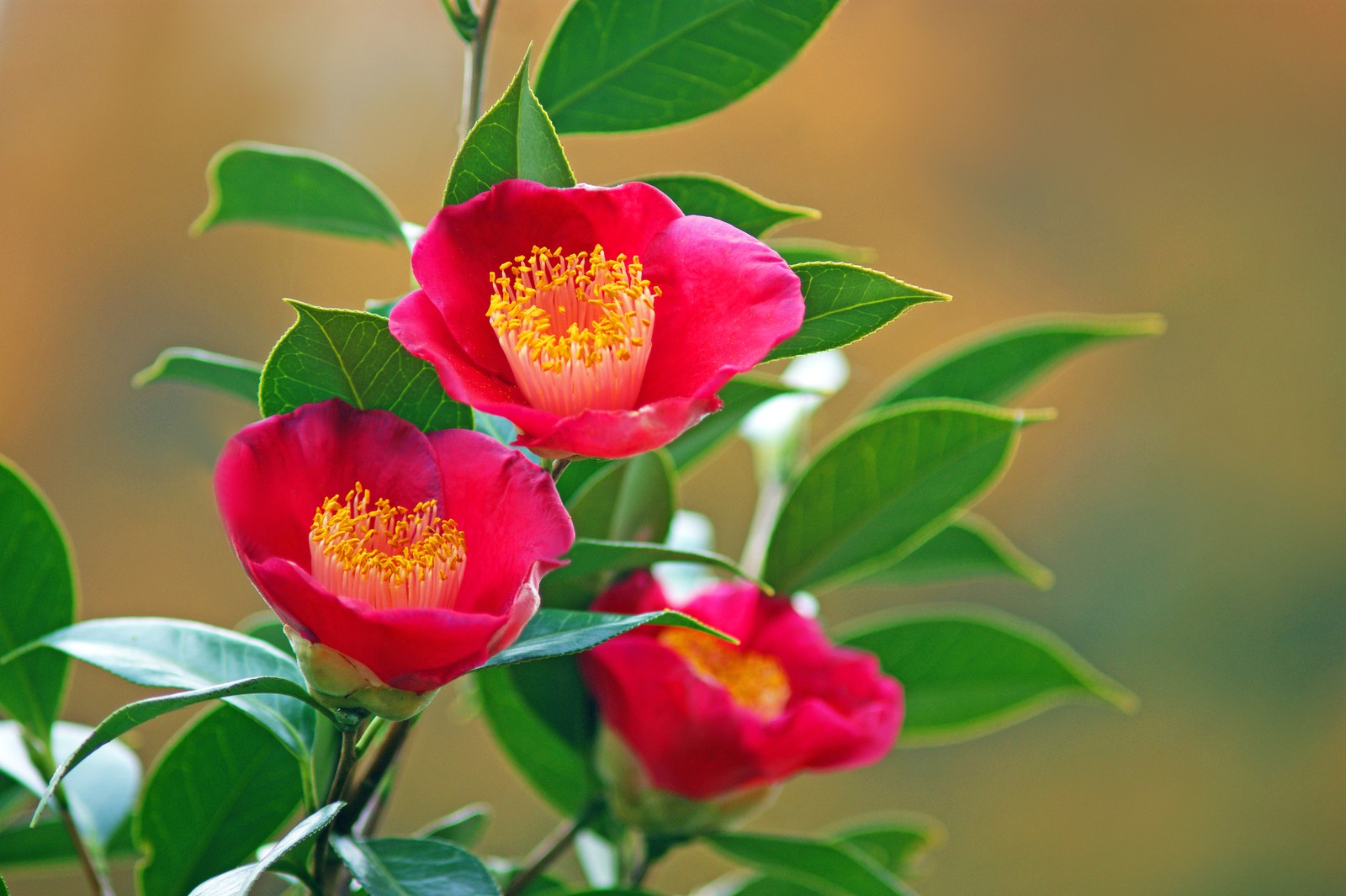 カンツバキ-里見寧彦