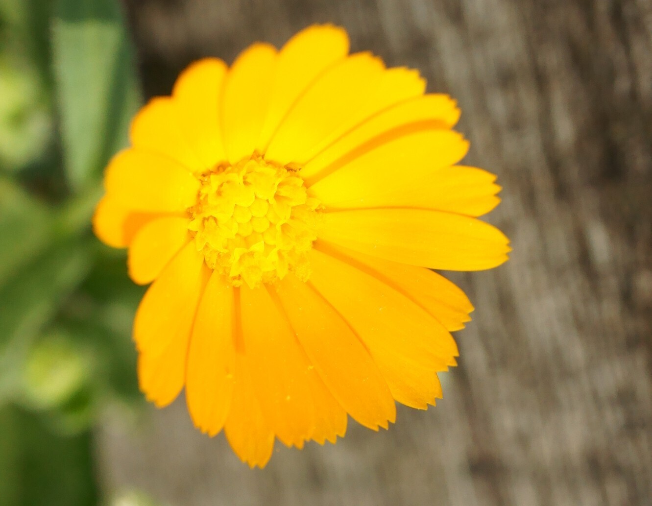 フユシラズ-里見寧彦