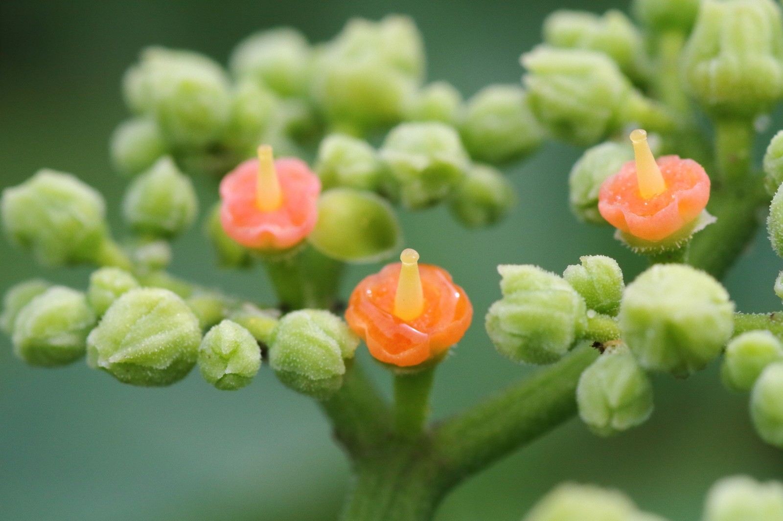 ヤブカラシ-里見寧彦